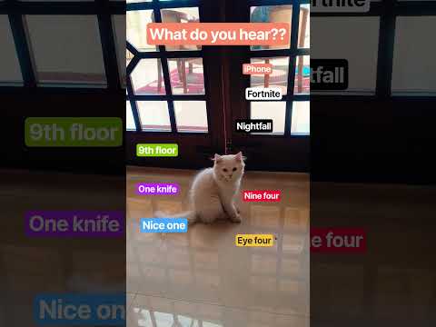 What do you hear?? ???? #cutie #genzcutiekitty #catyoutubeshorts #cute #pets #funny  #cat #catvideos