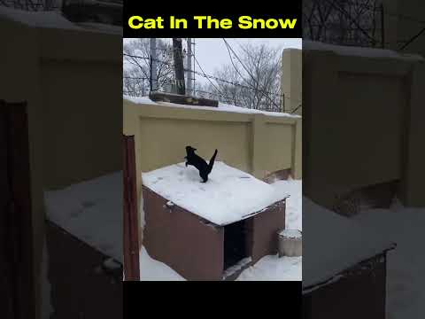 funny cats in snow #funny #cat #catvideos #animals