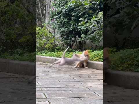 Top 5 funny cat fighting moments #funnyvideo #catvideos #catfight #catmoments
