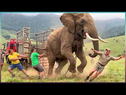 Watch These Animals Being Freed For The First Time