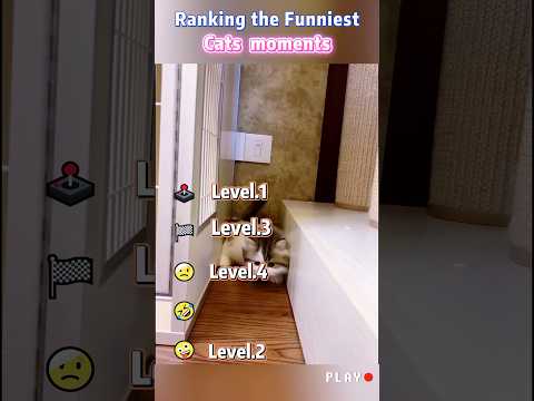 Ranking The Funniest Cat Moments #cat #catvideos #catsbeingcats #funny #funnyanimal #foryou #memes