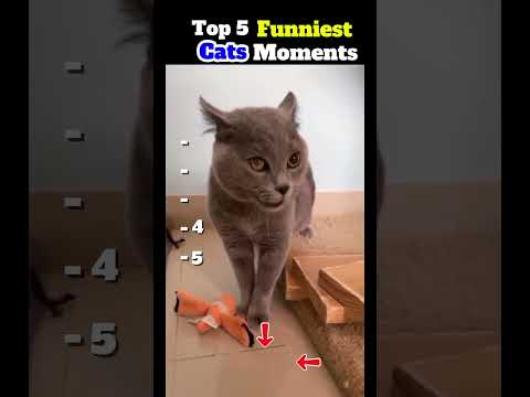 Funny cat videos Try not to Laugh #trending #funny #cat #funniestvideo #funnymoment #pets #kitten