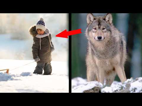 The wolf saved the boy from the wolf pack