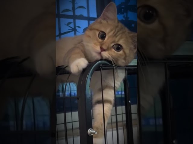 Funny Cats Videos  #anime #cat