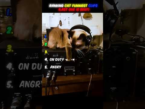 RANKING FUNNIEST CAT VIDEOS???????? (part 05) #funny #cat #moments #clips #random #viral#USA
