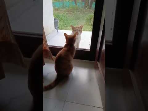 Billu liked in????????????️#funnycatvideos #cutecat #youtubeshorts #catvideos