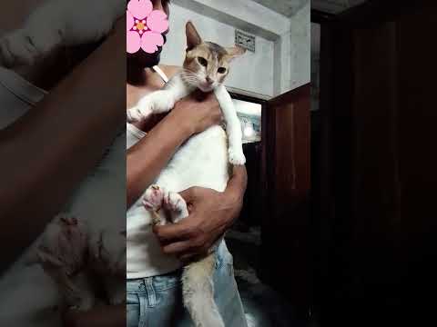এমন এক পিচ বাসায় আছে ???????? #catvideos #trending #viral #funny #cat #video