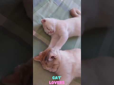 The best funny cat videos