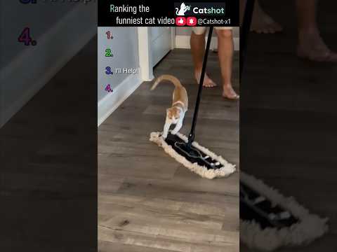???? Ranking the Funniest Cat Videos EP.100 #catshot #cat #funny