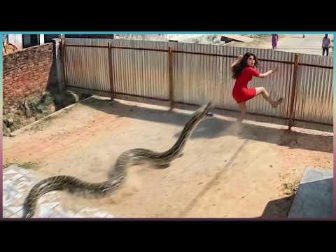 99 Most BRUTAL ANIMAL ATTACKS Caught on Camera