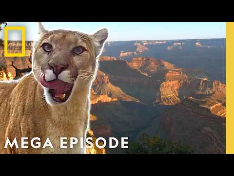Incredible Footage of America's National Parks | MEGA Episode | National Geographic