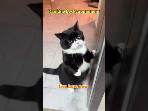 funny cat videos #funnycat #cat #pets #shorts
