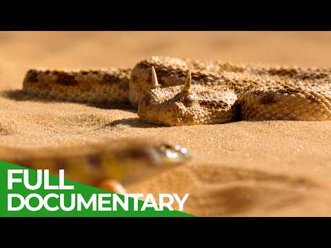 Wildlife at the Extremes | Wildest Survival | Free Documentary Nature