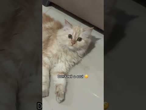 I have got a secret ????  #catshorts #funnycat #catvideos #cutecat #viralshorts #kitten #cat