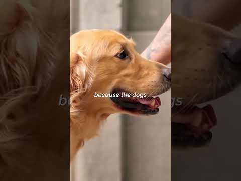 Why dogs are happier than you