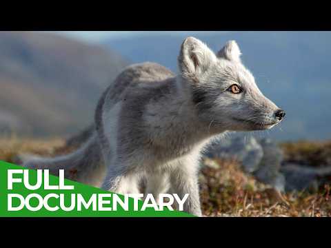 Polar Day - Life in the Wilderness of the Far North | Free Documentary Nature