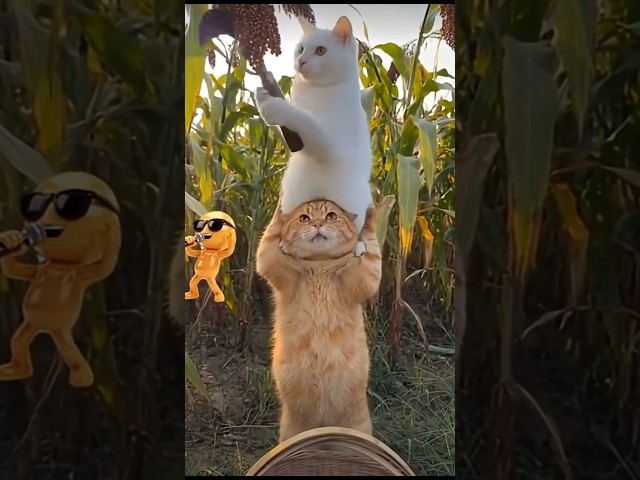 Oh no cat???? #funny #cat #catvideos #trending #youtubeshorts #shorts #shortvideo #comedy #viral