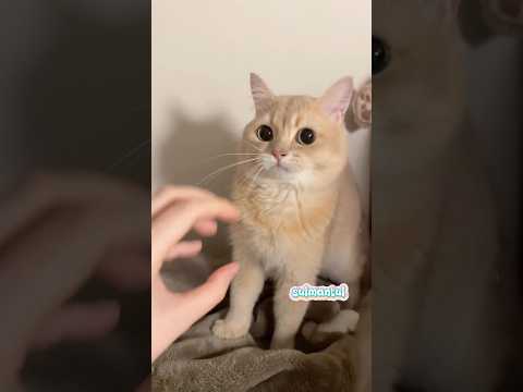 Cute cat dance ???? #reels #cat #catvideos #funnycatvideos #shorts #trendingshorts #ytcat #funny #cute