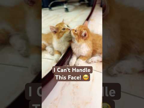 STOPPP, HE’S TOO CUTE ???????? #cat #cats #catshorts #funnycats #catvideos #funny #funnyshorts #cutecat