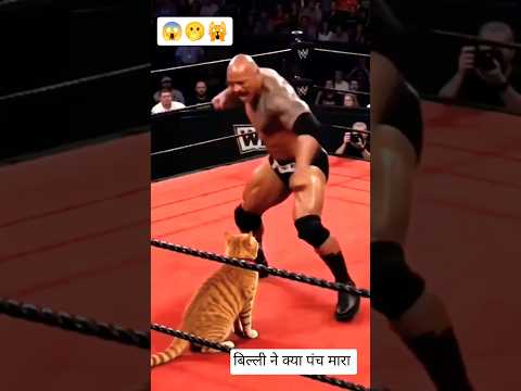 Cat, you have won..???????????? | funny cats #cat #shorts #funny #comedy #funnycats #trending #viral