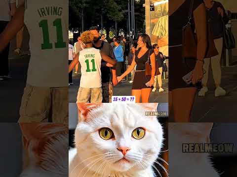 really funny cat #cat #funny #memes #catmemes