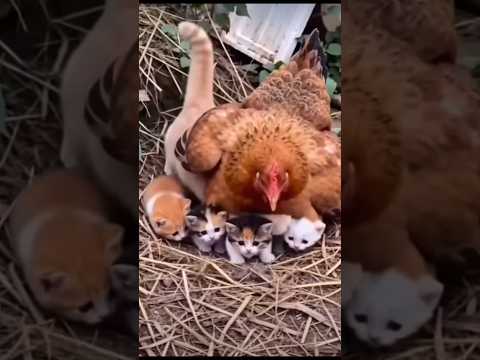Oh no cat???? #funny #catvideos #youtubeshorts #trending #shorts #shortvideo #comedy #viral #cat