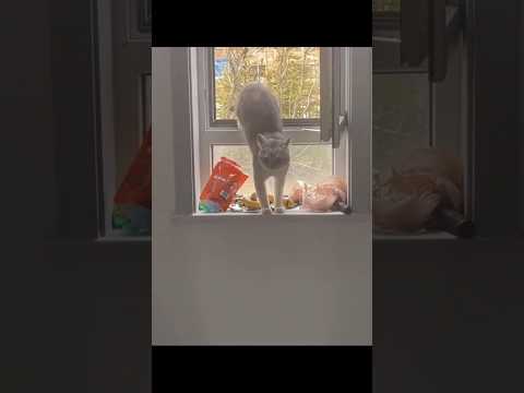 Cat Paradise???? #cat #cats #funny #catvideos #pets #funnycats