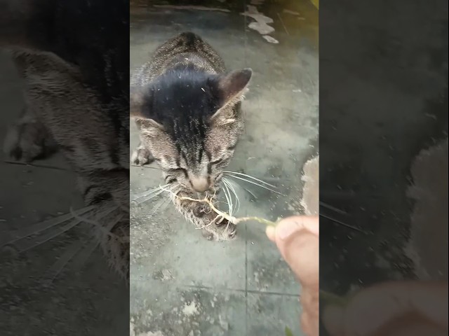 Funny Cat Videos #cat #cute #cutecat #fypシ #roots #funny