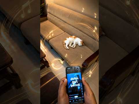 Pranking my cat ???????? #prank #funny #catvideos #shortvideo