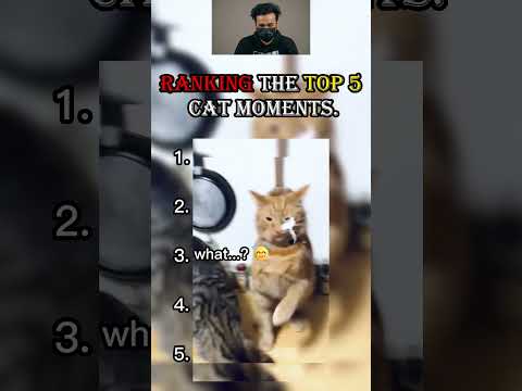 Top 5 Funniest Cat Videos ???? | Try Not To Laugh #Shorts #funny #cat #hilariousfails