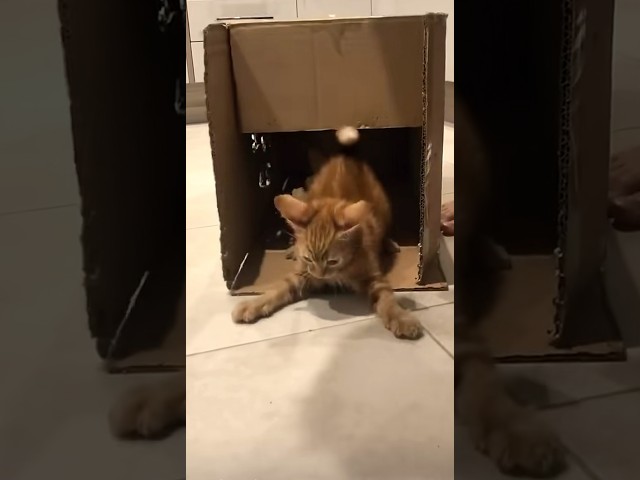 Funny Cat Videos????#viral#fyp#cutecats#funnycats