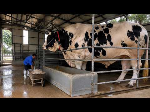Largest Cattle Breeds on Earth