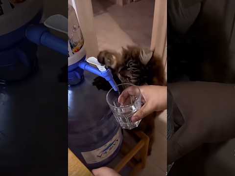 Funny Cat Videos ????#viral#fyp#cutecats#funnycats