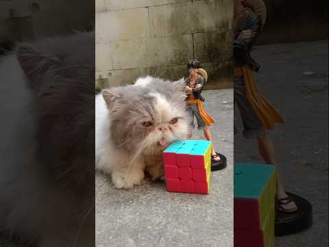 Funny Cat Videos ???? Ming with his playmate ( Rubbik & Luffy ) #pov