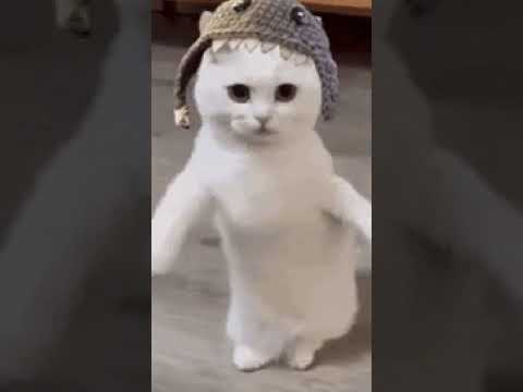 Hello Guys... ????sakarpara.. #subscribe#funny #cats #catvideos #comedy #volg #minivlog #shorts #1m????