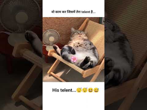 #वो काम कर ???????????? #funny #catvideos #shortvideo