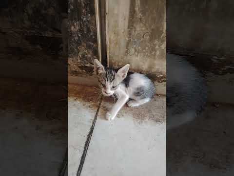 #phonk #music #anime #babycat #anime #avee_player #catvideos #dance #funny #cat #comedy #cute