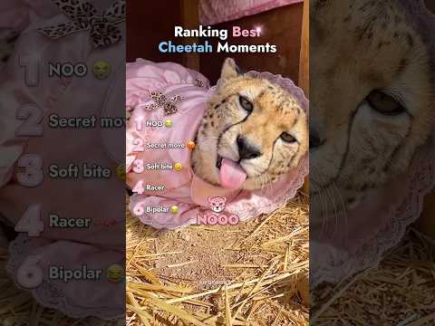 Ranking Best Cheetah Moments #usa