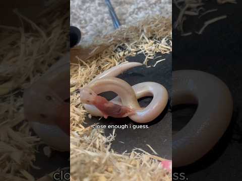 Buttercup Tries an…Interesting New Way to Eat #snake #reptiles #animals #pets #cuteanimals