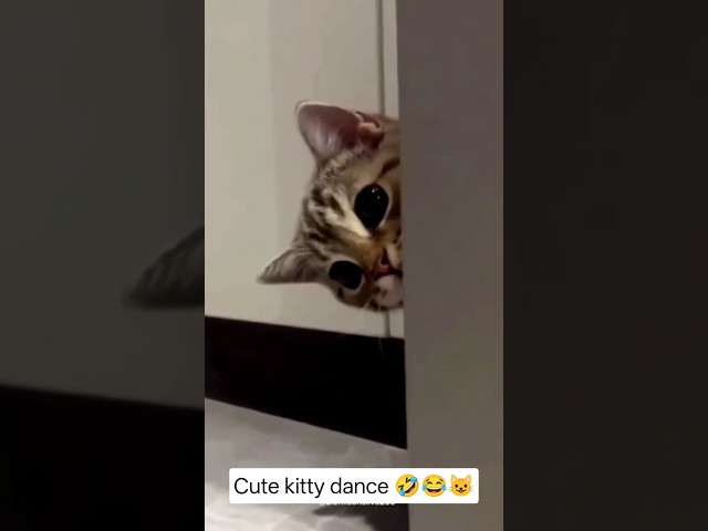 बिल्ली ने किया funny डांस..???????????? | funny cats #shorts #funny #comedy #cat #dance #funnycats #trending