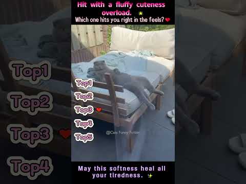 Funny Cat videos ???????? #meowing  #memes  #funny #pets #cute #aivideo #cat