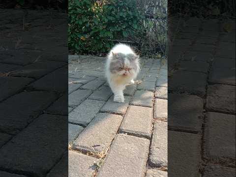 Funny Cat Videos ???? Playing in the Street