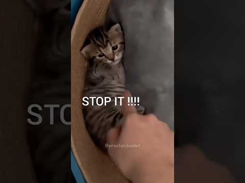 Funny cat videos