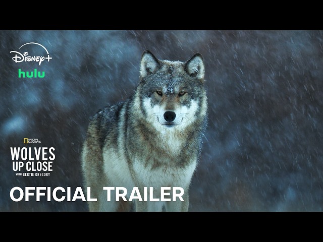 Wolves Up Close With Bertie Gregory | Official Trailer | National Geographic