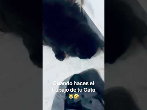Cuando haces el trabajo de tu Gato ???????? #viralvideo #funny #cat #gatos