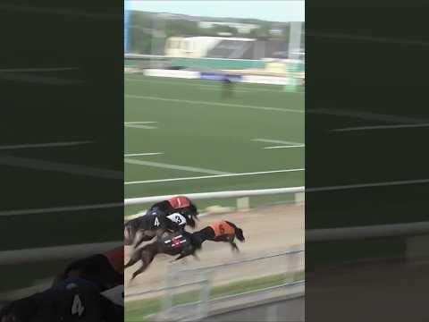 WHO WON ???? Photo Finish! ???? #shorts