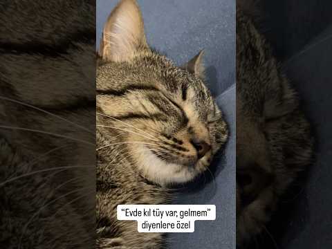 #keşfet #catshorts #turkishcat #shortvideo #animals #funnycat #reels #catvideos #viralvideo #fypシ