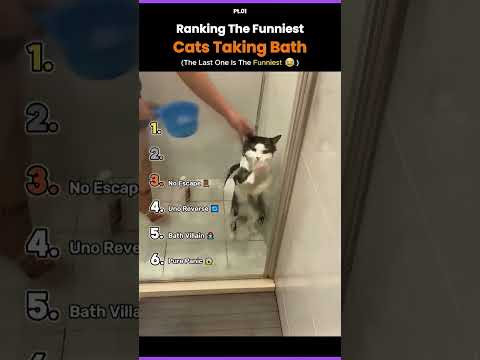 Ranking the funniest cat bath reactions! ???? #CatVideos #HilariousPets