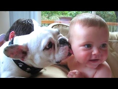 Babies Meeting Animals For the first time and Hilarious Reactions   Funniest Home Videos