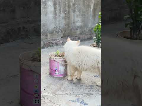 ????✨???????? #cat #pets #petshub #pets #funny #catvideos #cute #kitten #cutecat #petsrule #animals